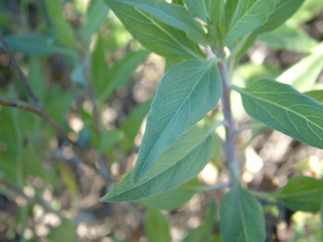 Encelia kalifornská 13