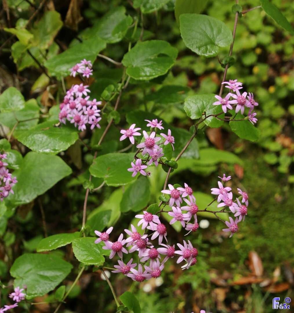 Pericallis 6