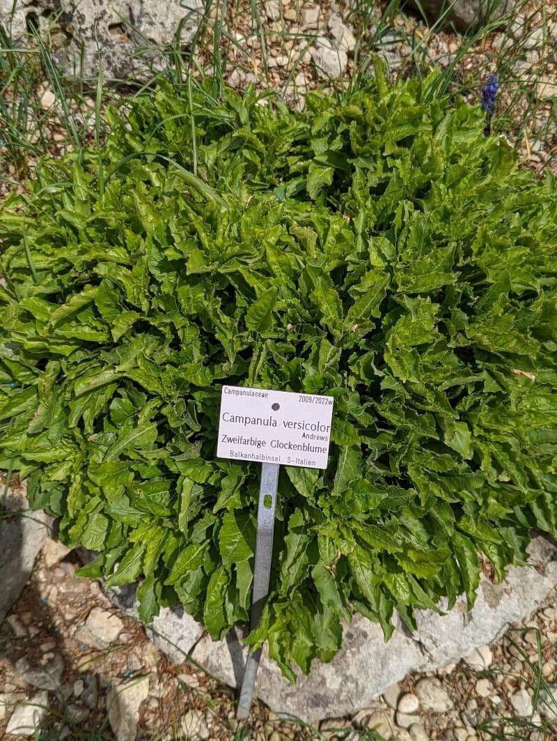 Campanula versicolore 9