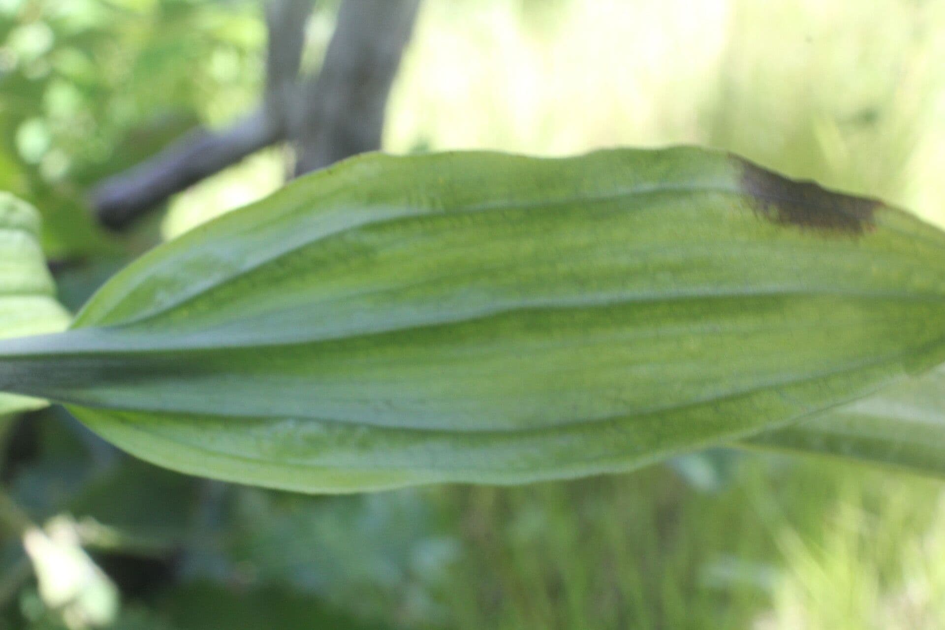 Habenaria 2