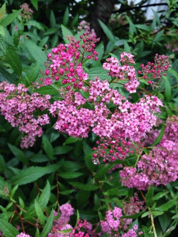Spirea del Giappone 8