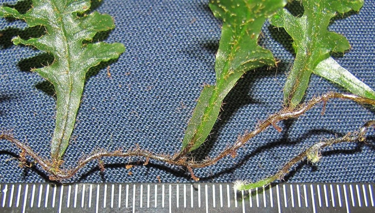Trichomanes polypodioides 4