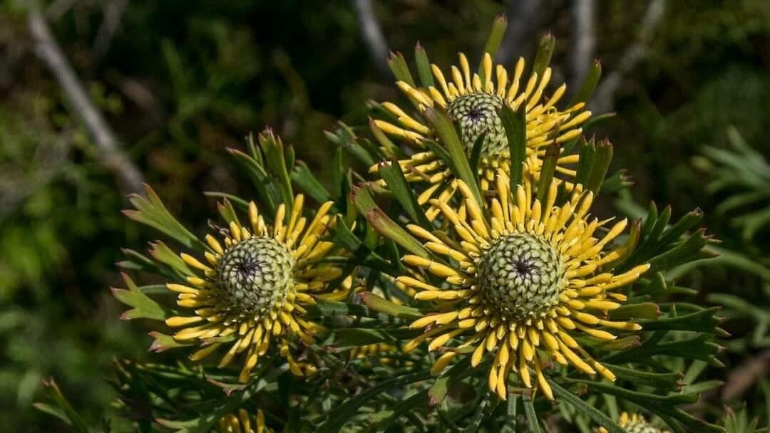 Isopogon anemonifolius 3