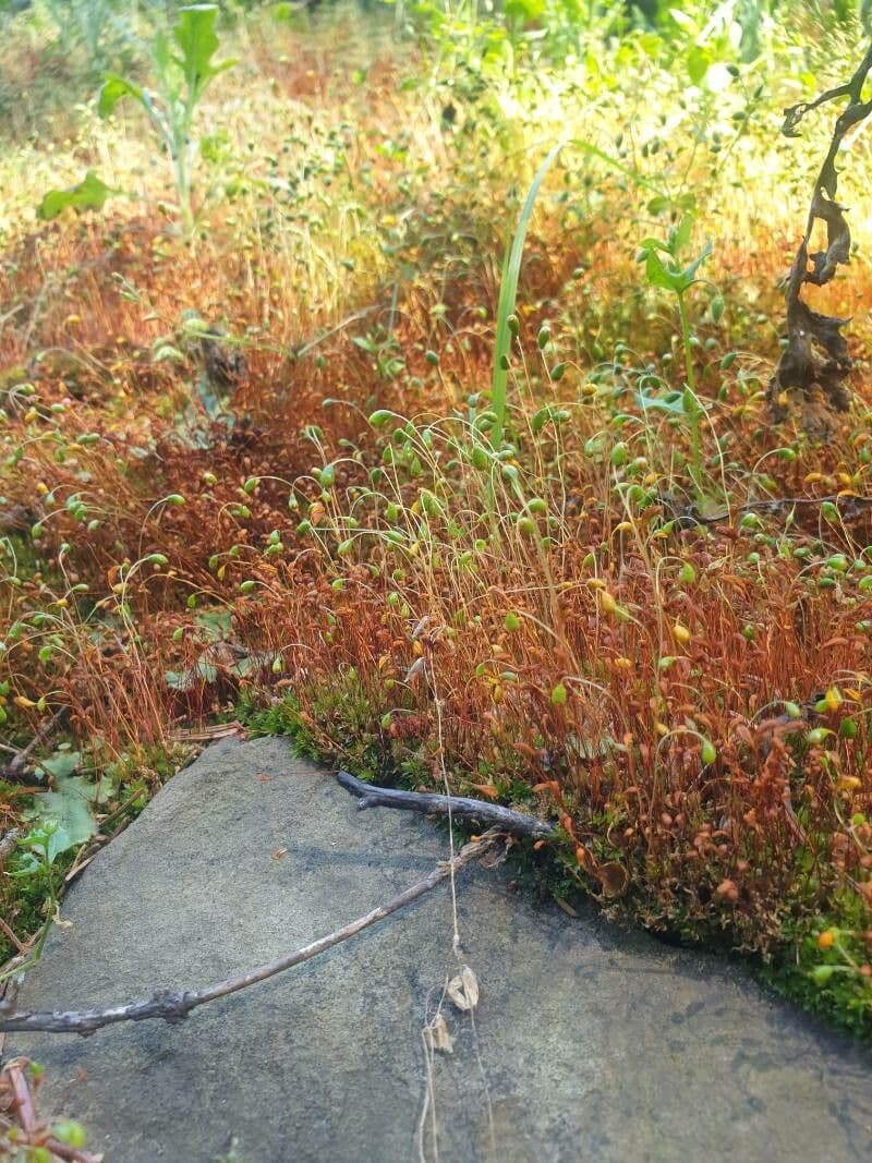 Cuscuta delle saline 12