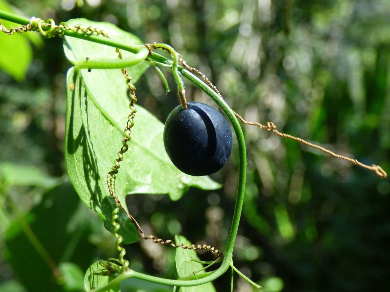 Passiflora suberosa 5