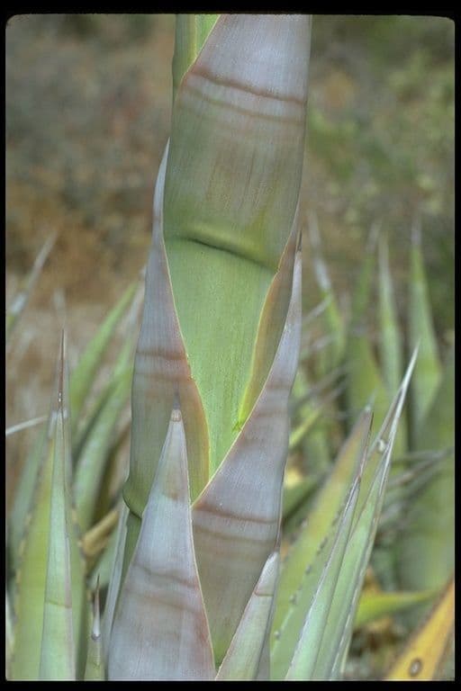 Wüsten-Agave 23