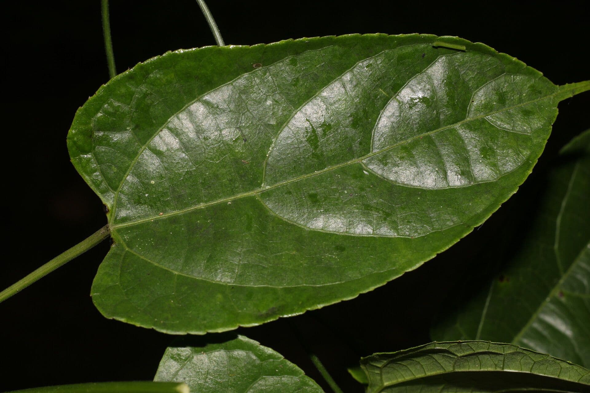 Plukenetia 7