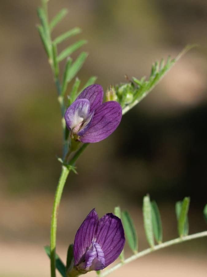 Vesce pèlerine 6