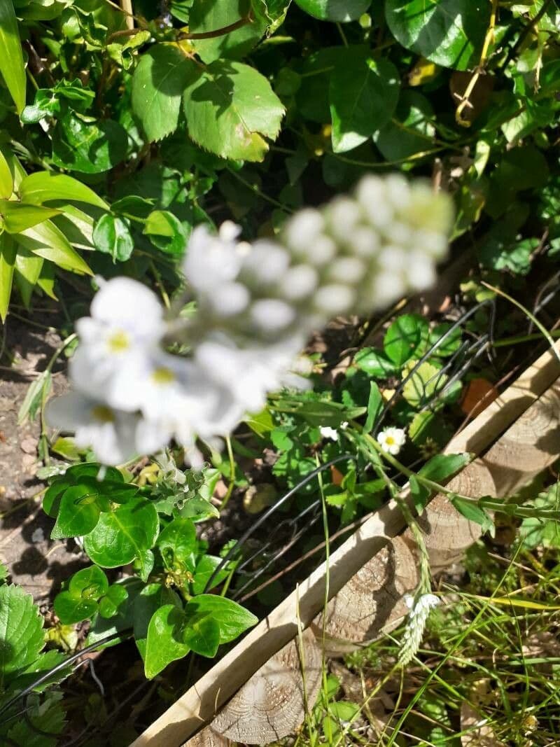 Veronica gentianella 3