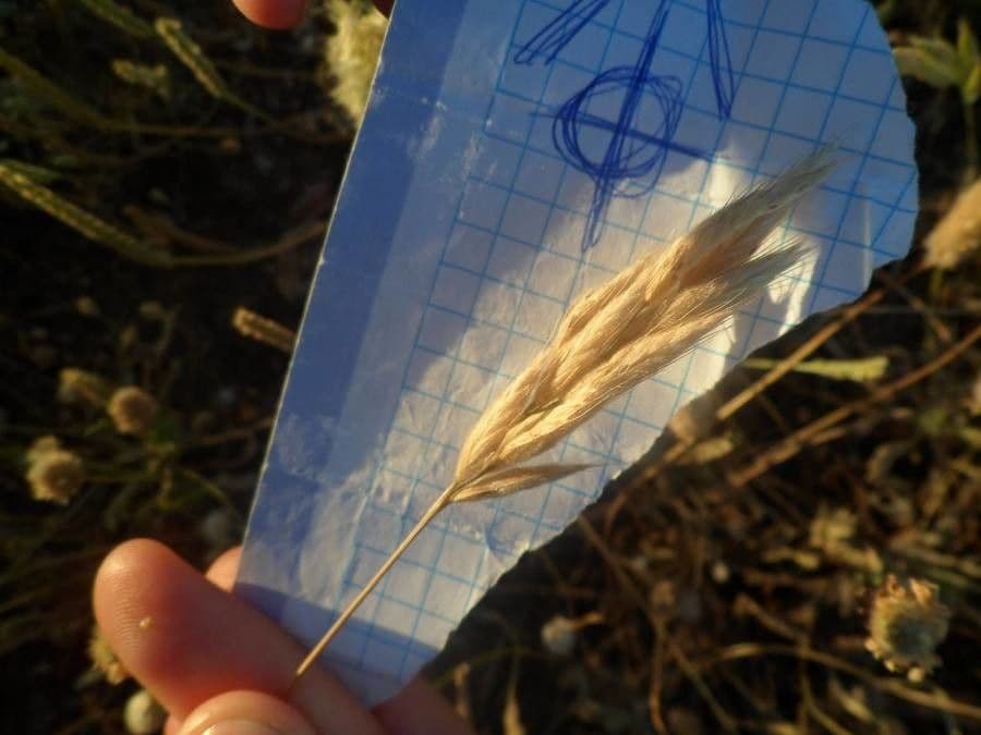 Festuca rossa 6