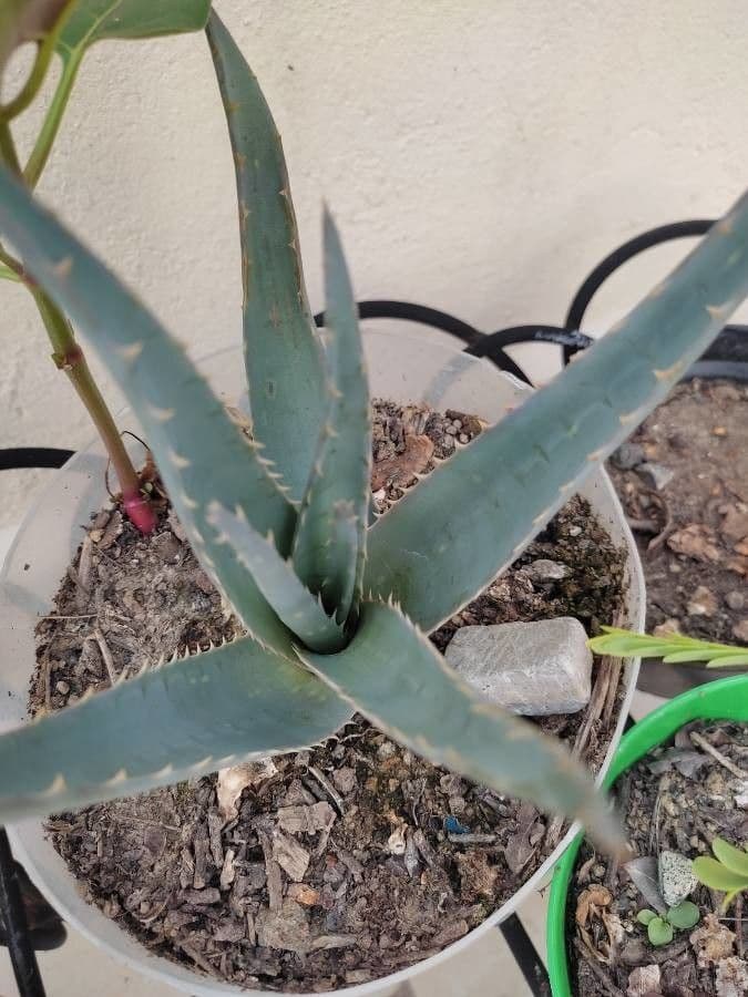 Aloe 2