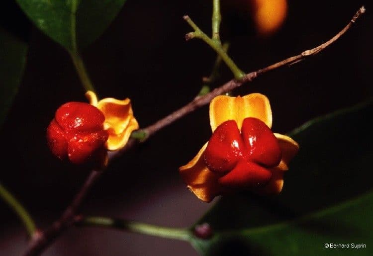 Oriental bittersweet 2