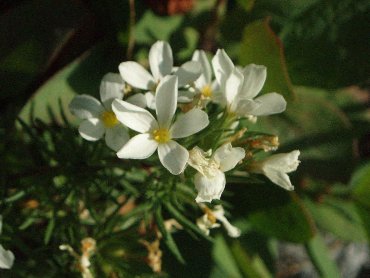 Leptosiphon 4