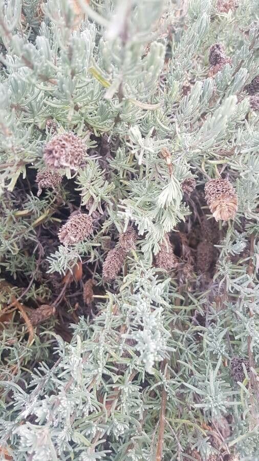 Lavanda dentata 2
