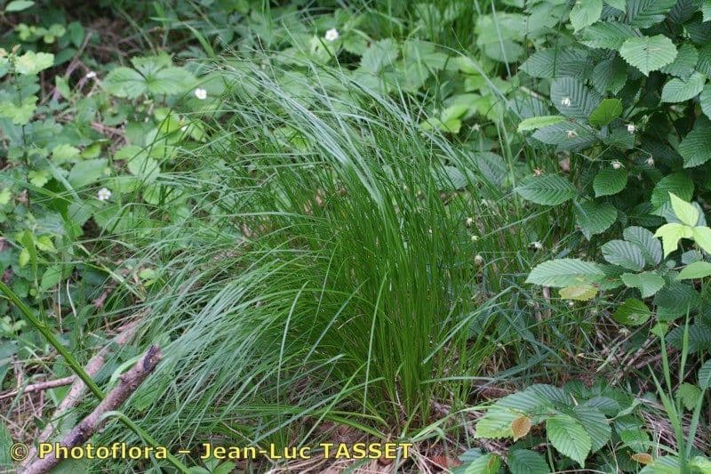 Sedge 8