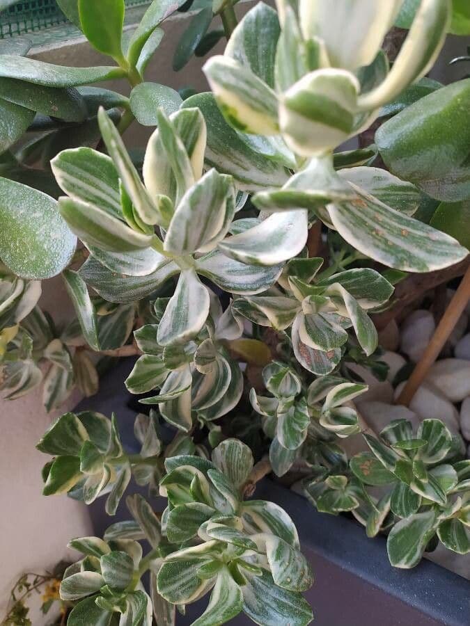 Succisa 8