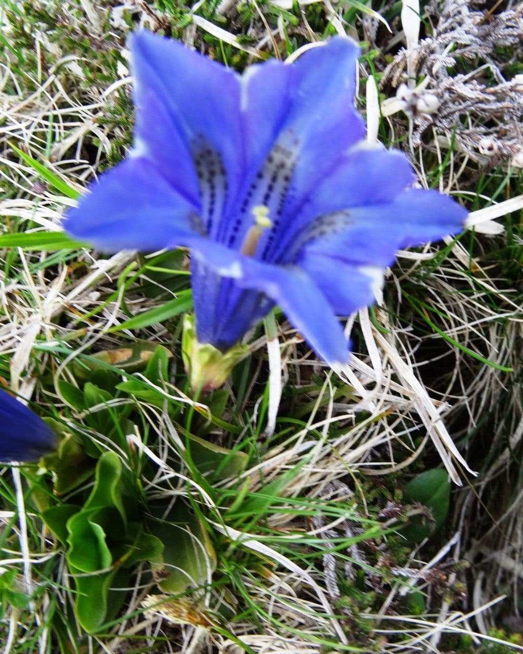 Gentiana occidentalis 5