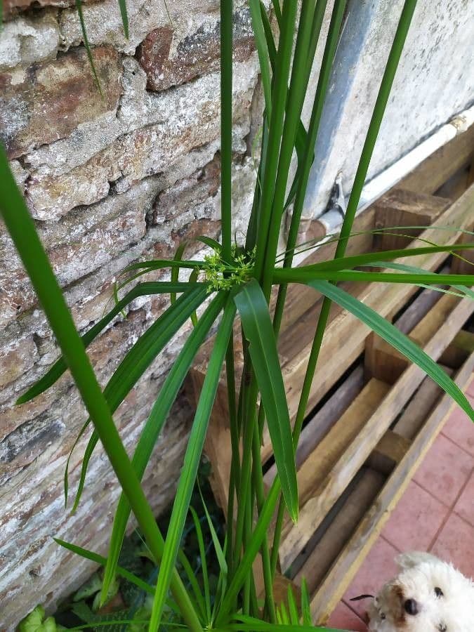 Zigolo involucrato 19