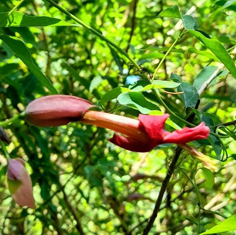 Dolichandra 5