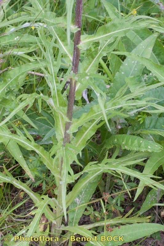 Cardo eterofillo 21
