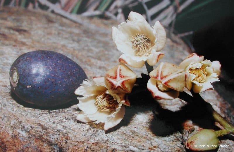 Yate-Elaeocarpus 4
