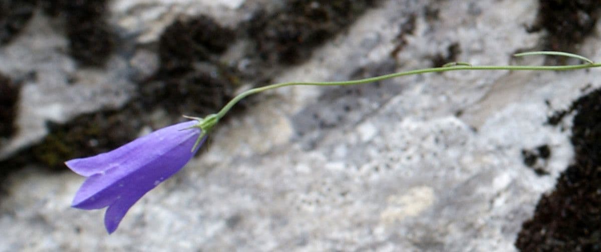 Campanula stenocodon 4