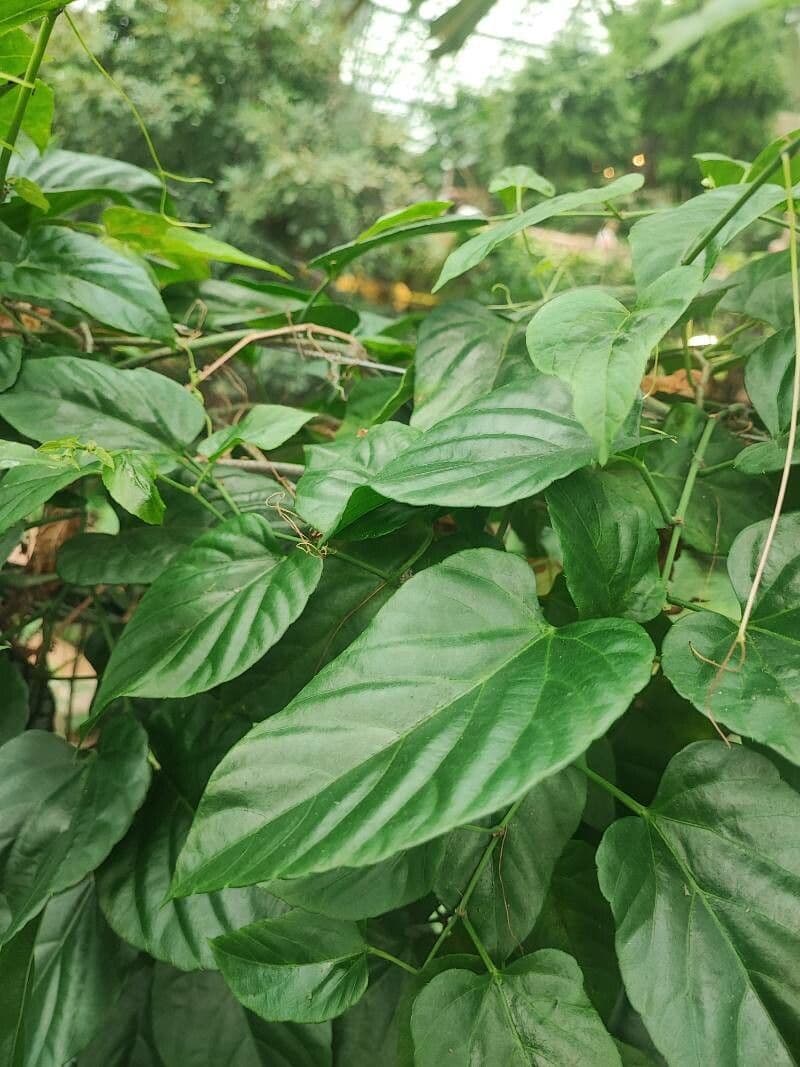 Cissus nodosa