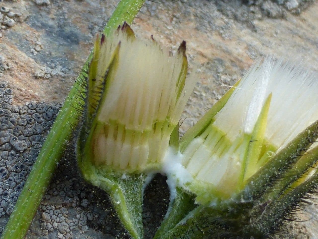 Willemetia stipitata 5