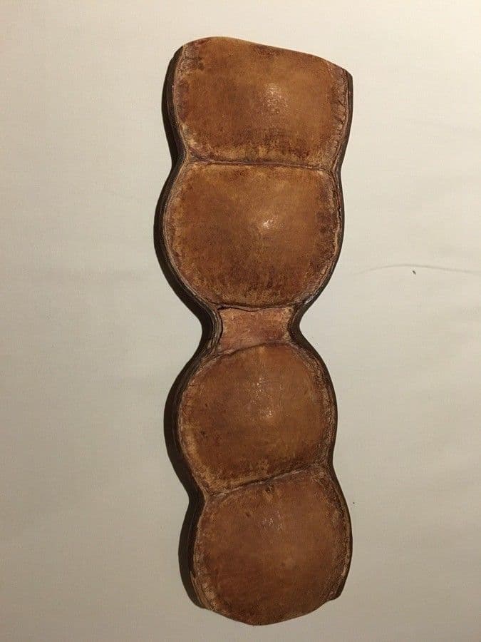 Entada phaseoloides 2