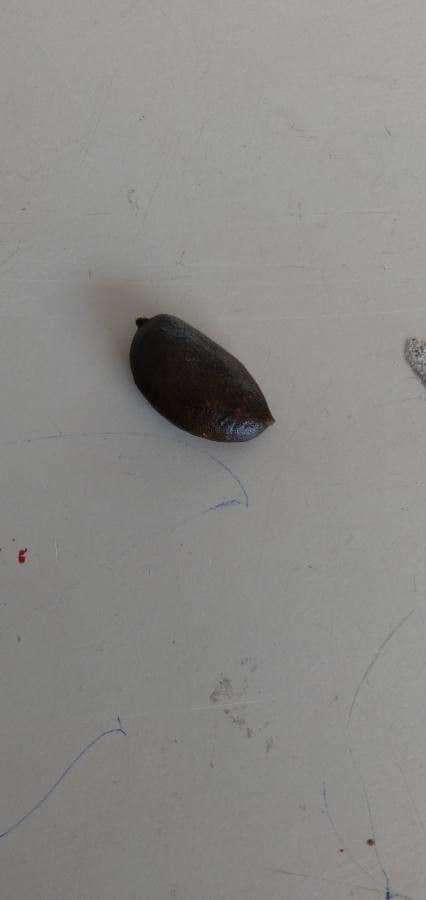 Hymenaea courbaril