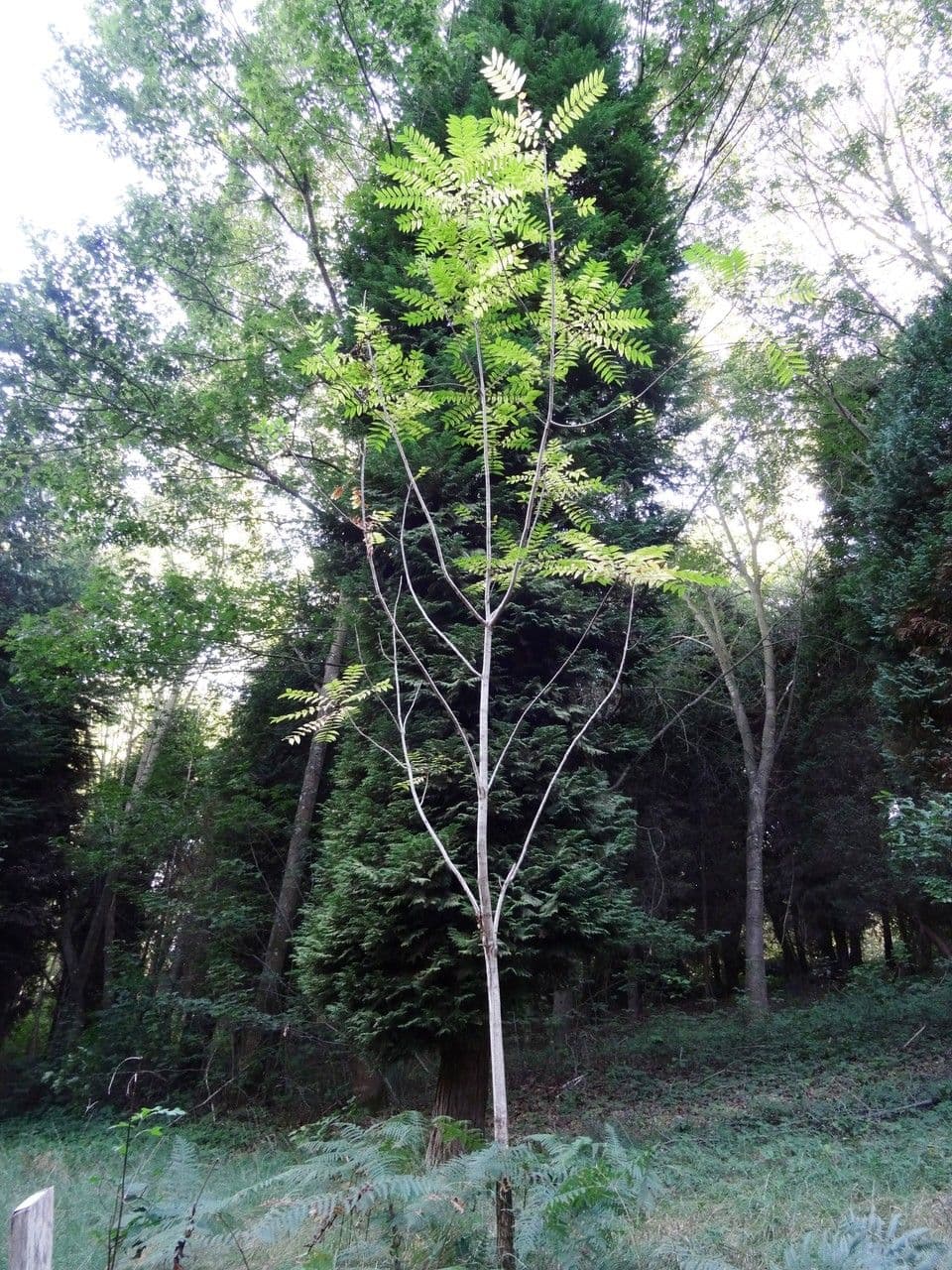 Cedro cinese 14