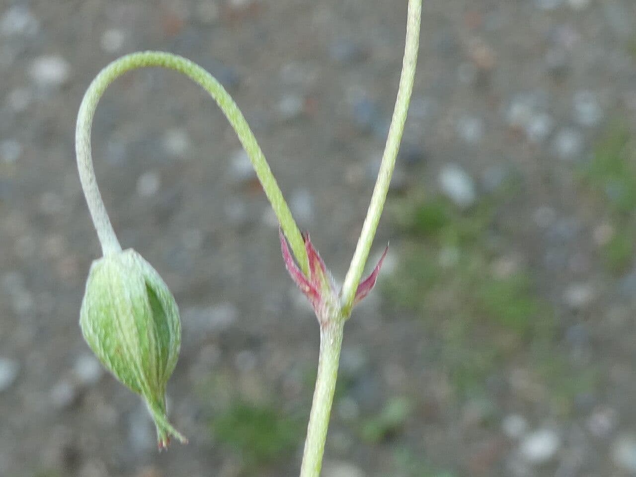 Géranium colombin 27