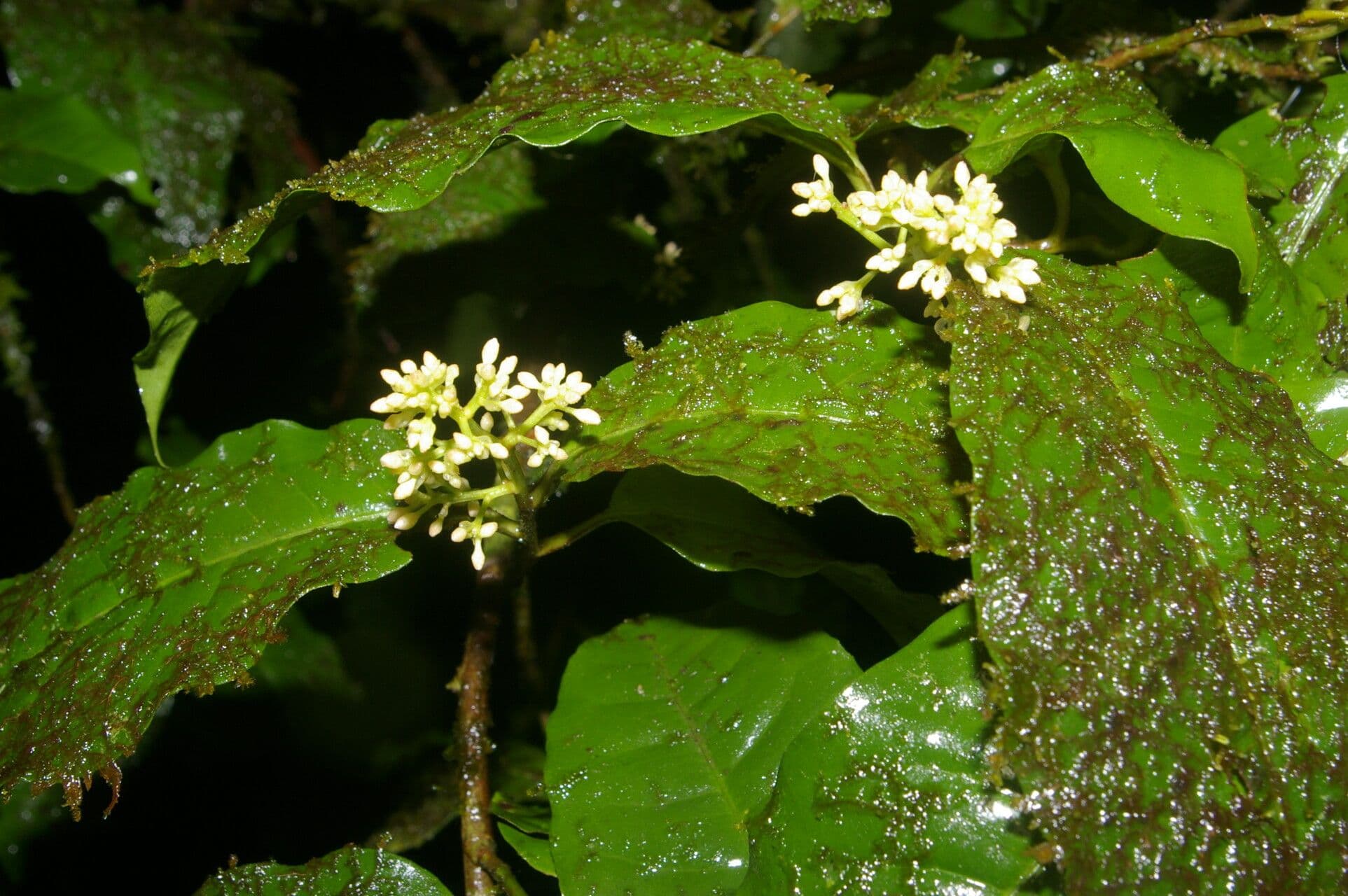 Ardisia de Guyane 10