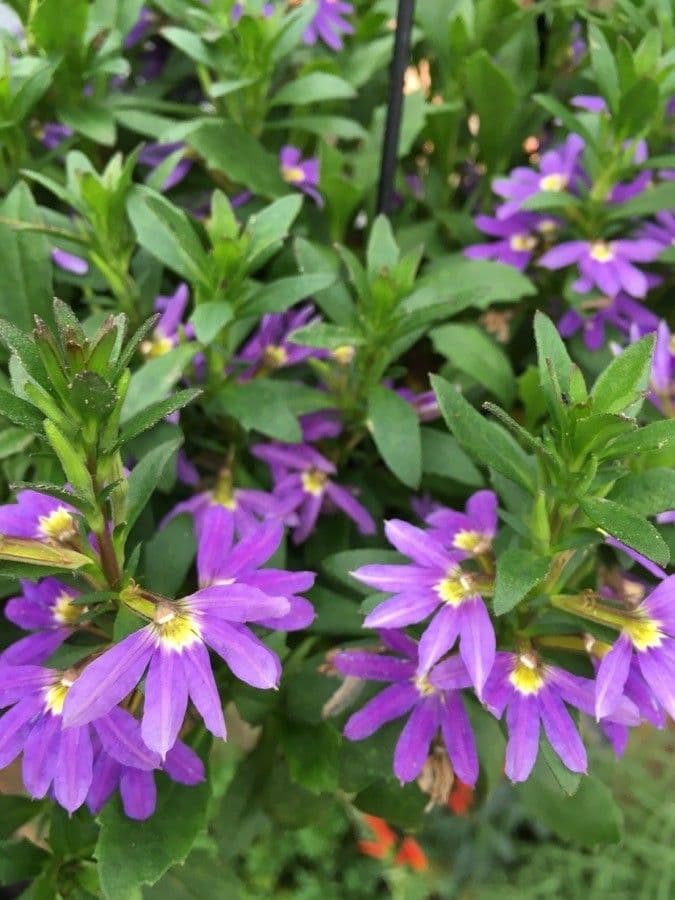 Scaevola