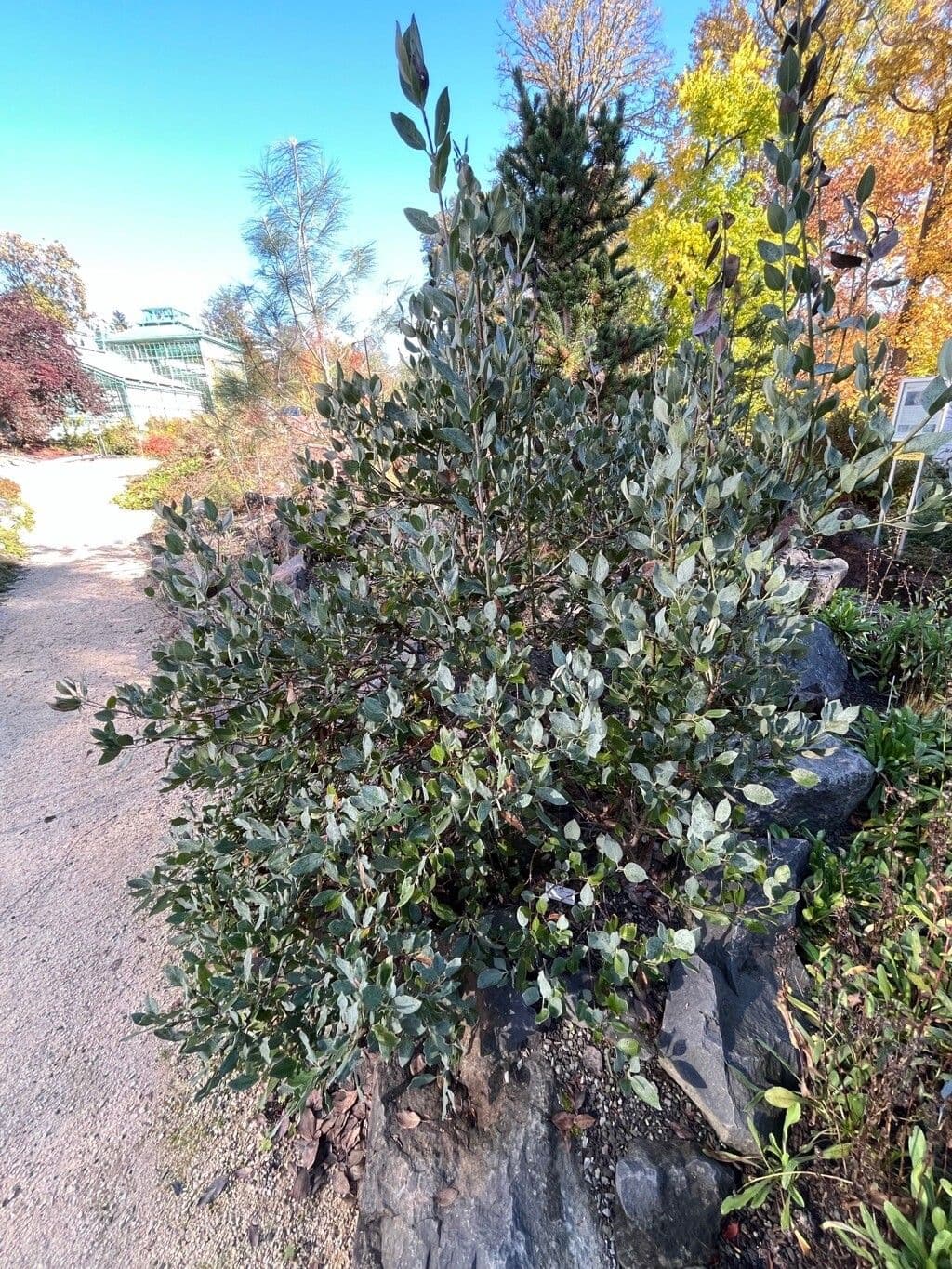 Garrya flavescens 2