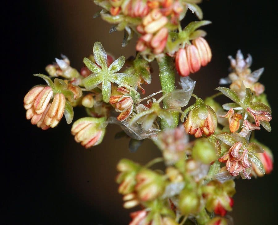 Acetosa alpina 3