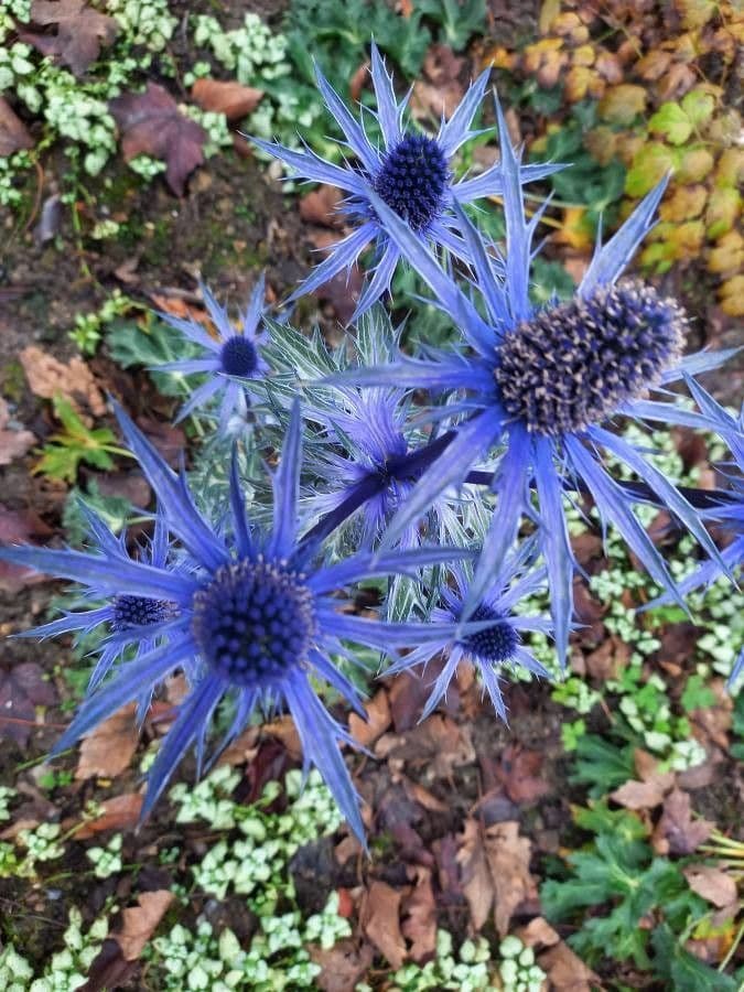 Panicaut d'améthyste 6