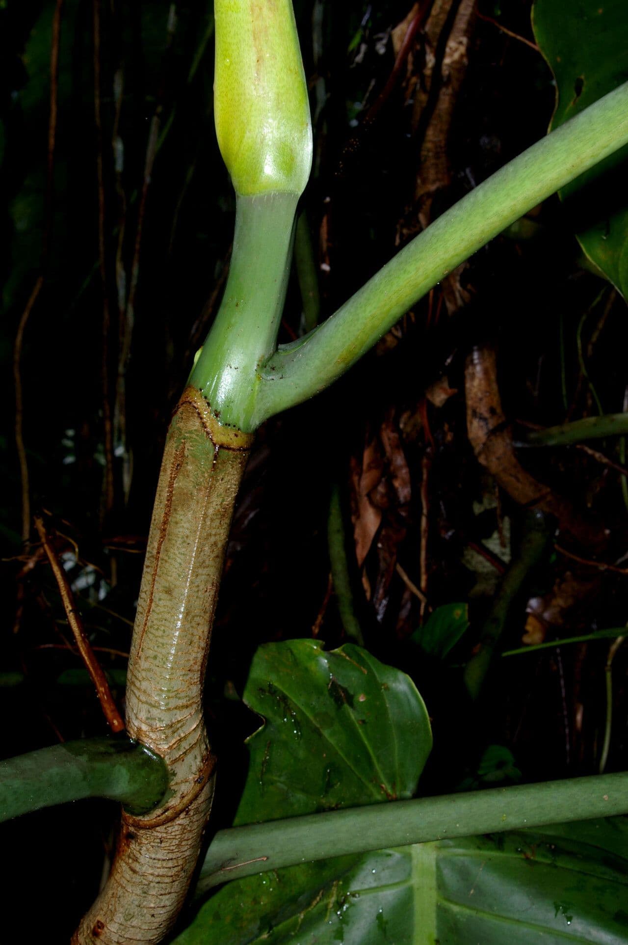 Filodendro 3