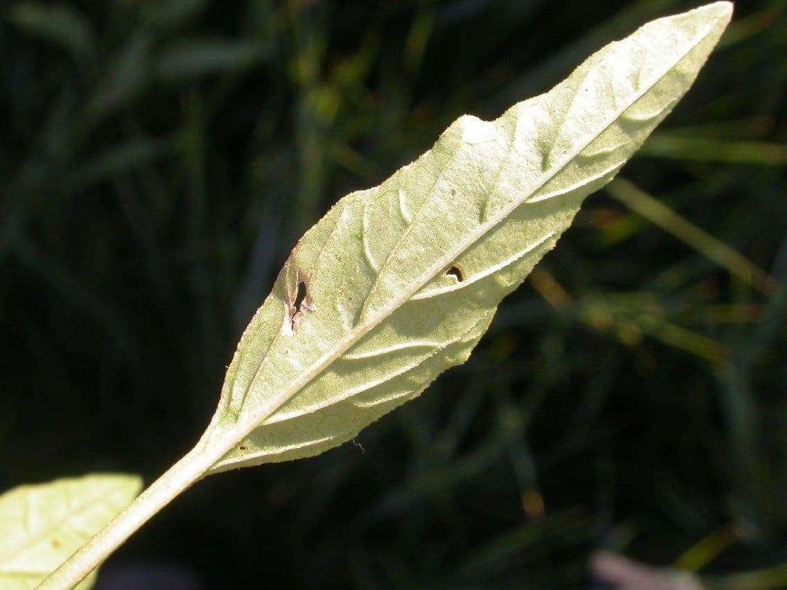 Physalis pumila 7