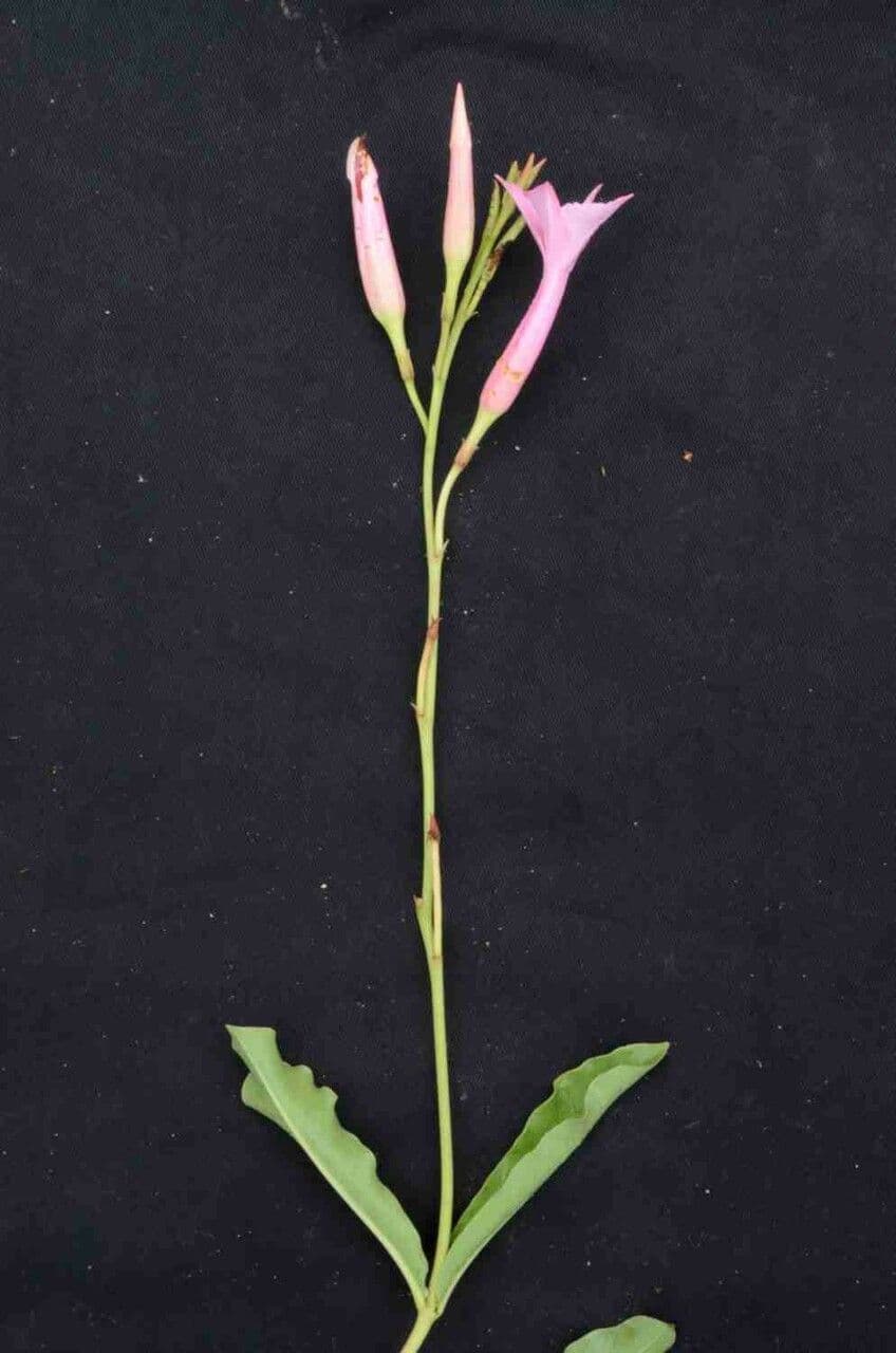 Mandevilla 8