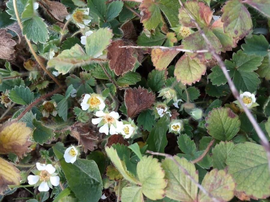 Potentilla della Turingia