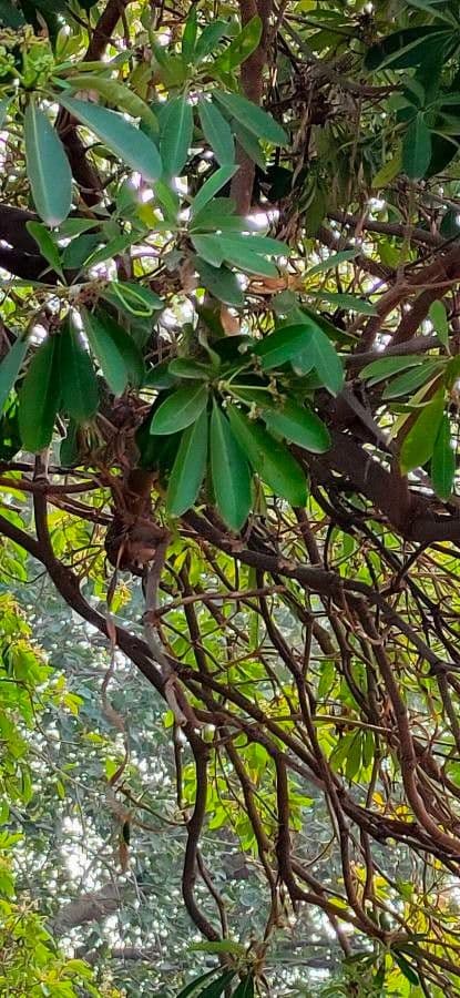Alstonia 20