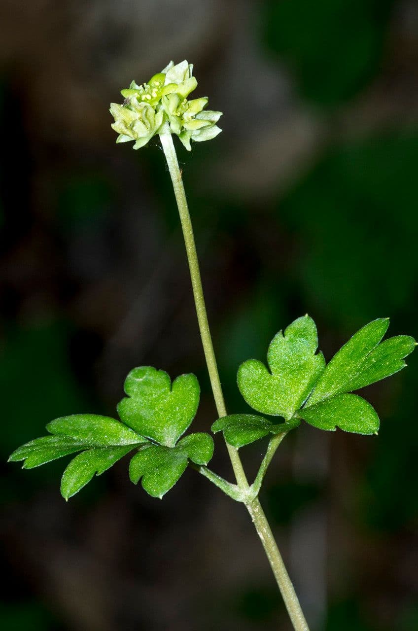 Erba moscatellina 21