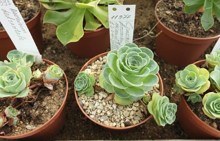 Aeonium aureum 7