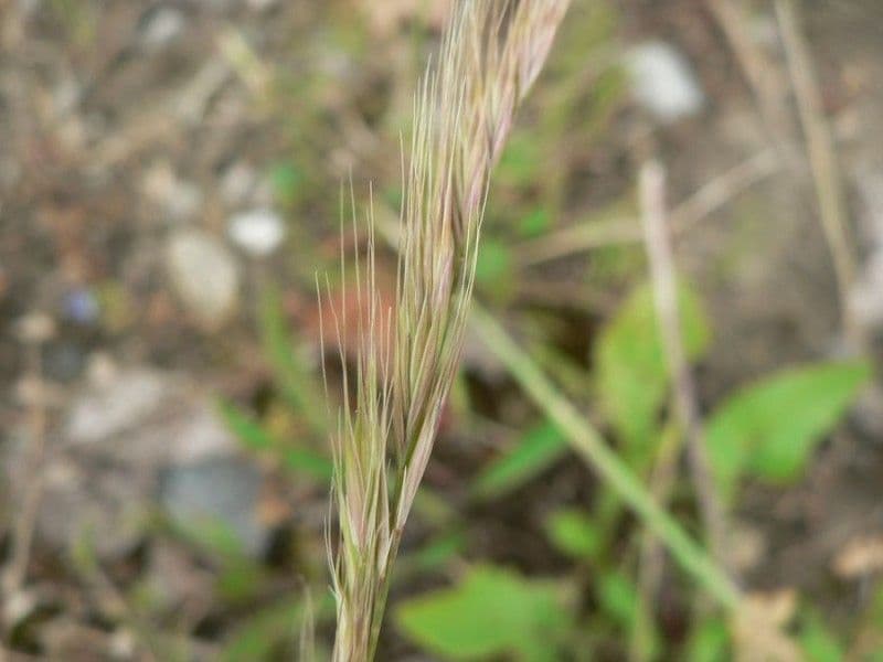 Paléo bromoide 9