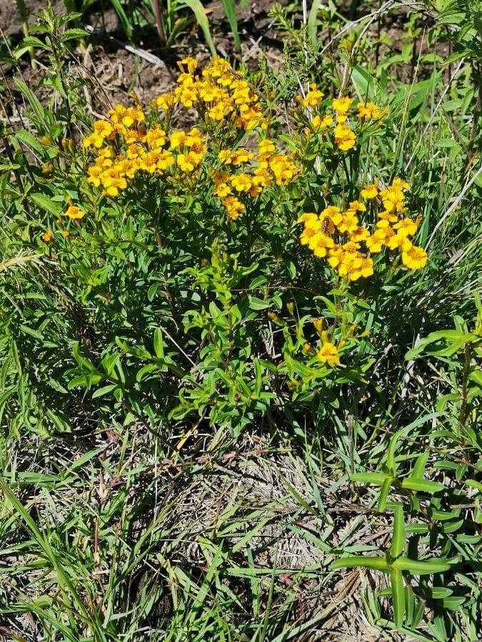 Tagetes 10
