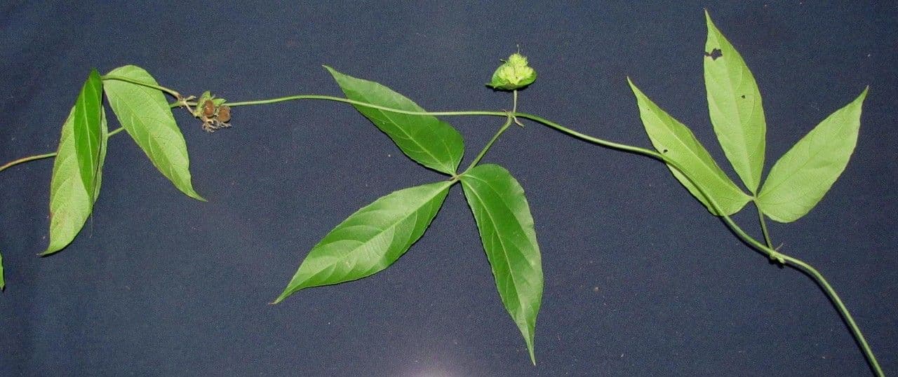 Dalechampia 22