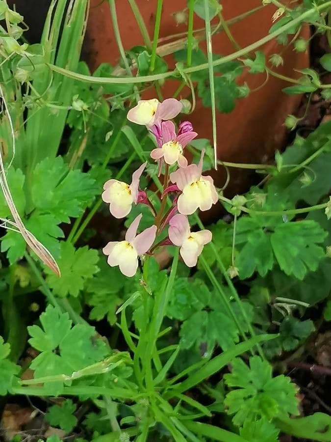 Linaria marocchina 3