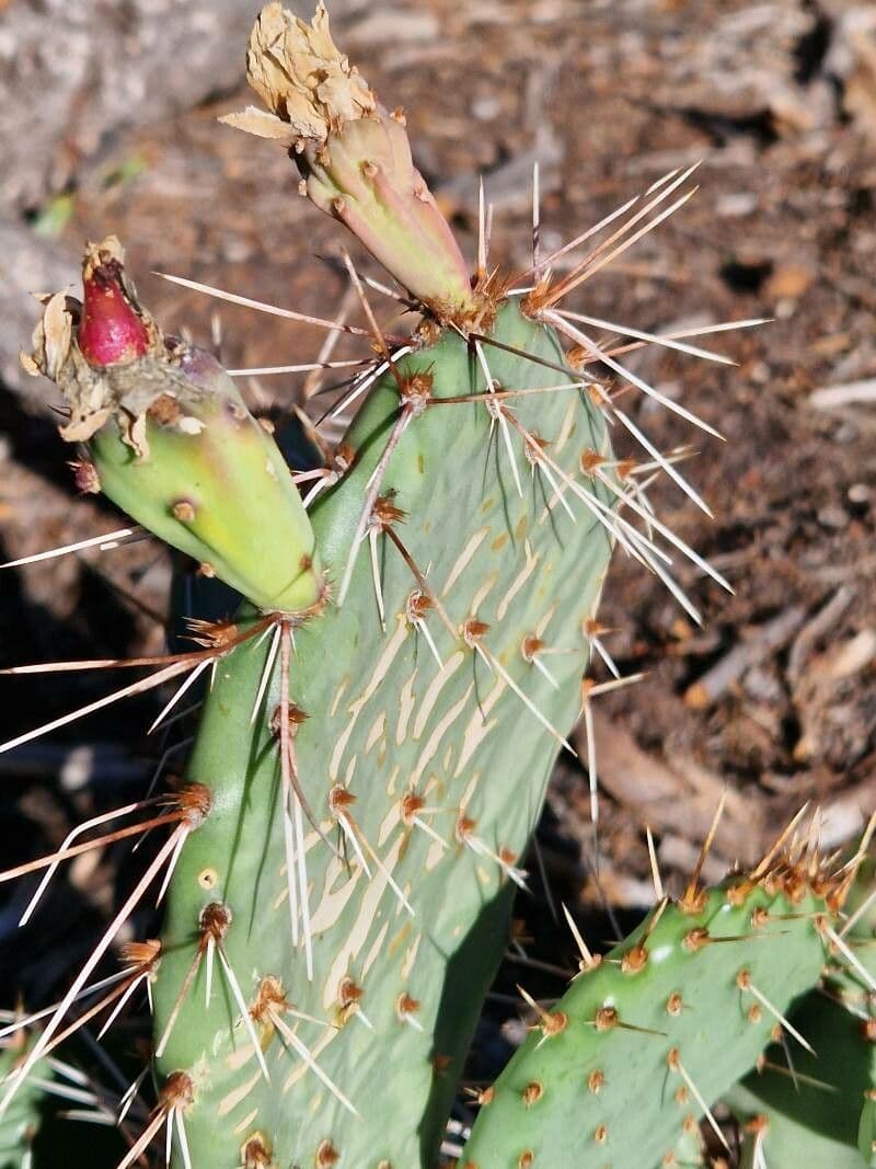 Küstenfeigenkaktus 26