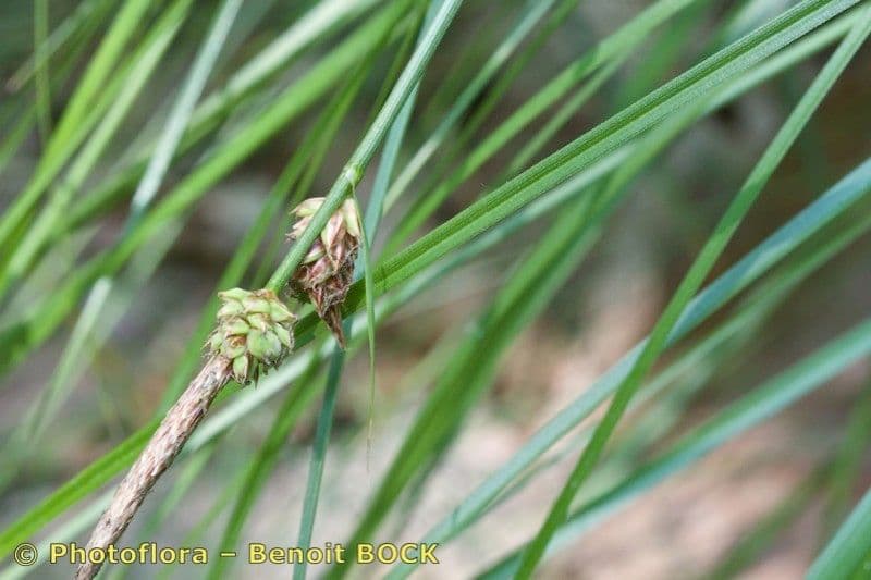 Sedge 20